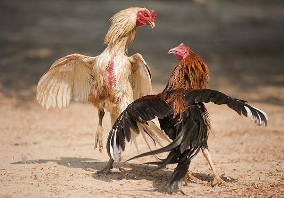 Cách Trị Gà Đá Bỏ Ăn Hiệu Quả - Bí Quyết Cho Chiến Kê Sung Mãn
