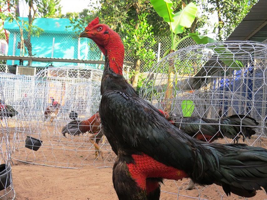 Cách Trị Gà Đá Bỏ Ăn Hiệu Quả - Bí Quyết Cho Chiến Kê Sung Mãn