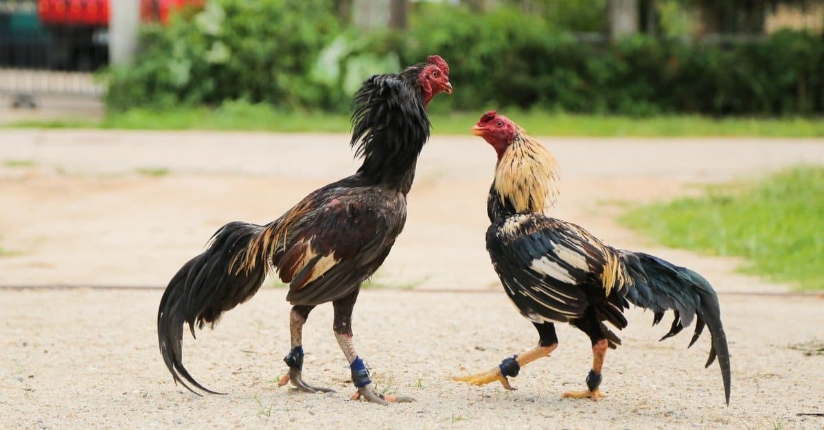 Cách Trị Gà Đá Bỏ Ăn Hiệu Quả - Bí Quyết Cho Chiến Kê Sung Mãn