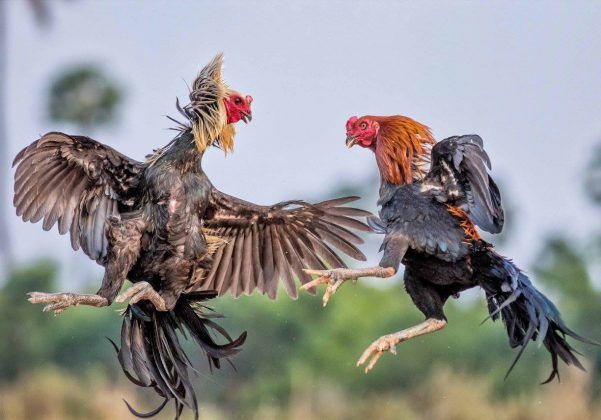 Đá Gà Asil - Bí Mật Sức Mạnh Chiến Binh Thép