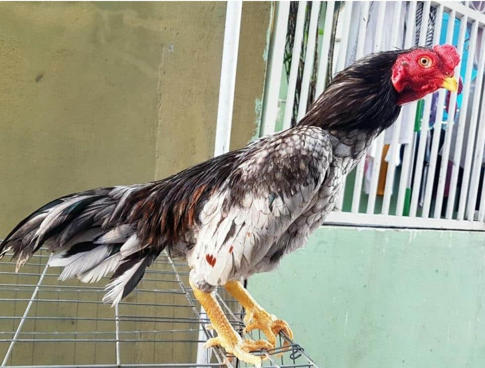 Đá Gà Asil - Bí Mật Sức Mạnh Chiến Binh Thép