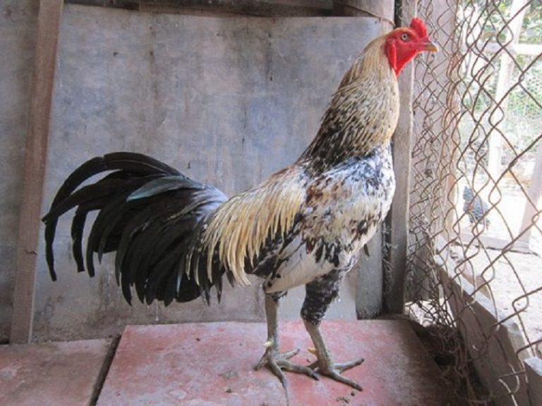 Đá Gà Asil - Bí Mật Sức Mạnh Chiến Binh Thép