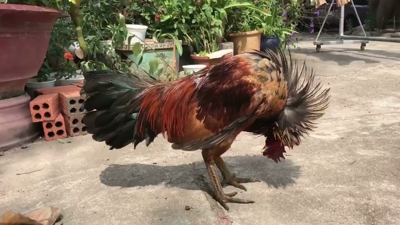 Đá Gà H'Mông - Nét Văn Hóa Độc Đáo Vùng Cao