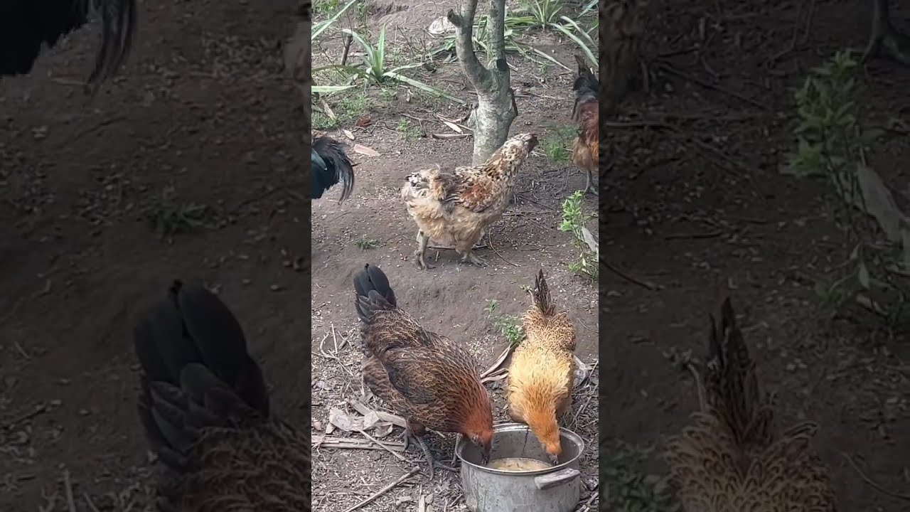 Đá Gà H'Mông - Nét Văn Hóa Độc Đáo Vùng Cao