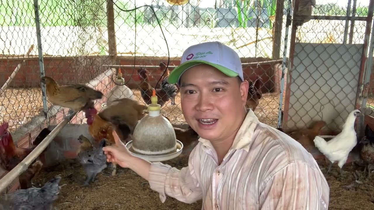 Đá Gà H'Mông - Nét Văn Hóa Độc Đáo Vùng Cao