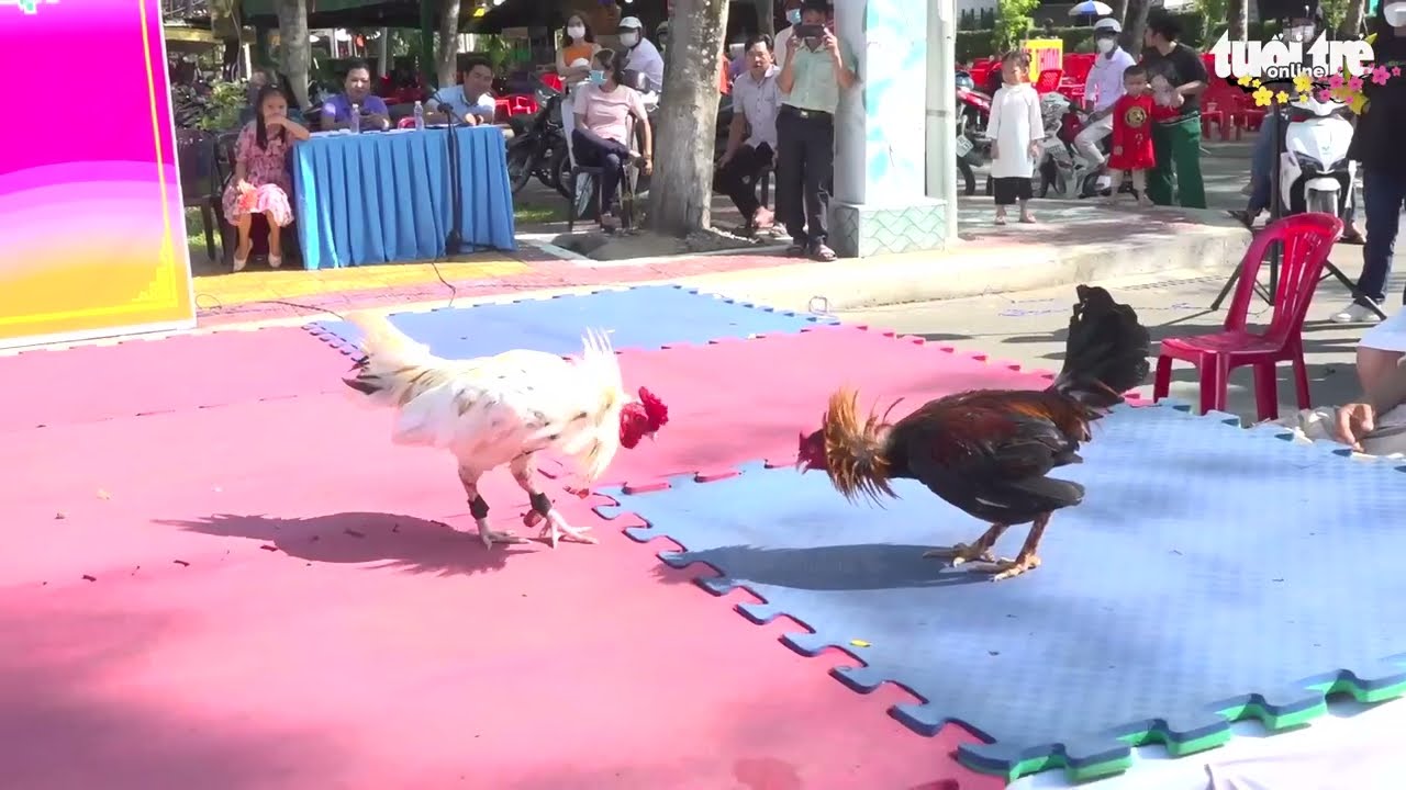 Đá Gà H'Mông - Nét Văn Hóa Độc Đáo Vùng Cao