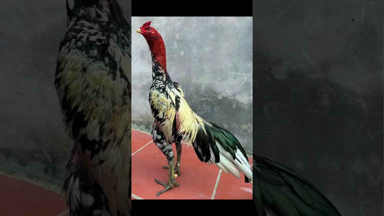 Đá gà Indonesia - Nét văn hóa độc đáo và đầy tranh cãi