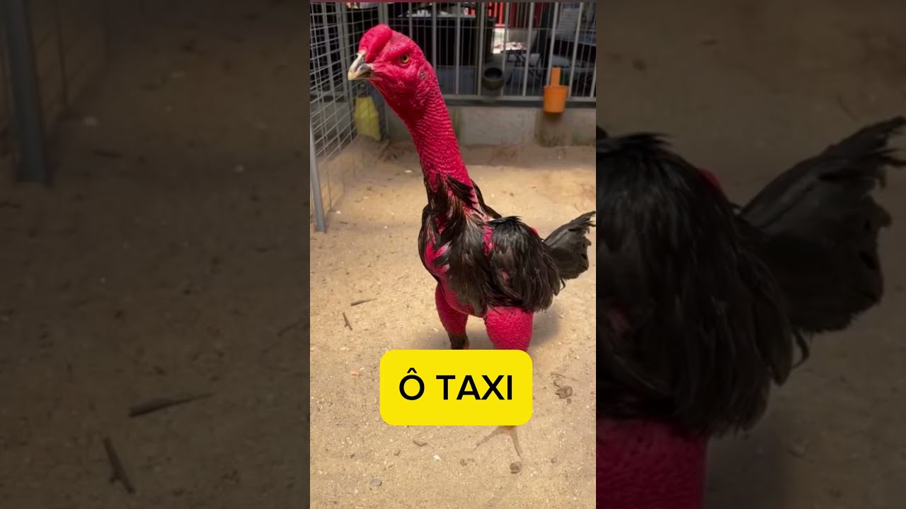 Đá gà Indonesia - Nét văn hóa độc đáo và đầy tranh cãi
