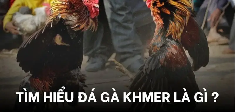 Đá Gà Khmer - Nét Văn Hóa Truyền Thống và Sự Hấp Dẫn