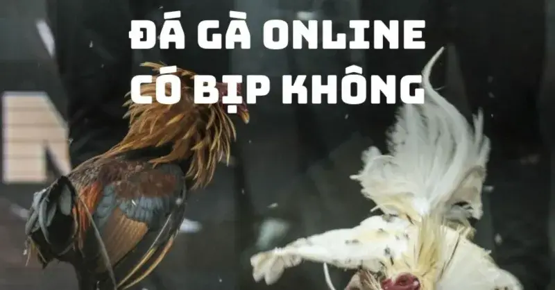 Đá Gà Online Có Bịp Không? - Tường Tận Từ A Đến Z