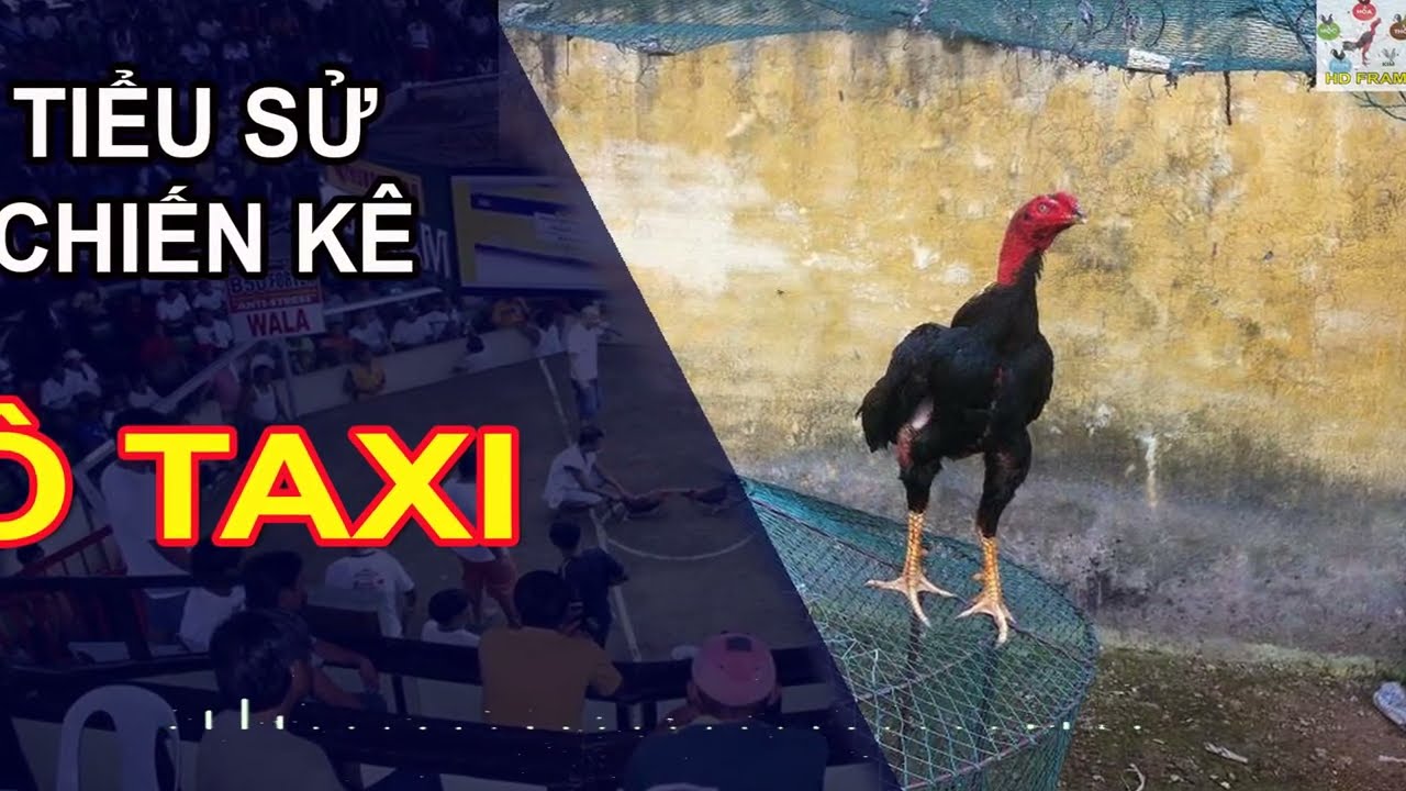 Đá Gà Otaxi - Đấu Trường Máu Lửa Trực Tuyến Hấp Dẫn