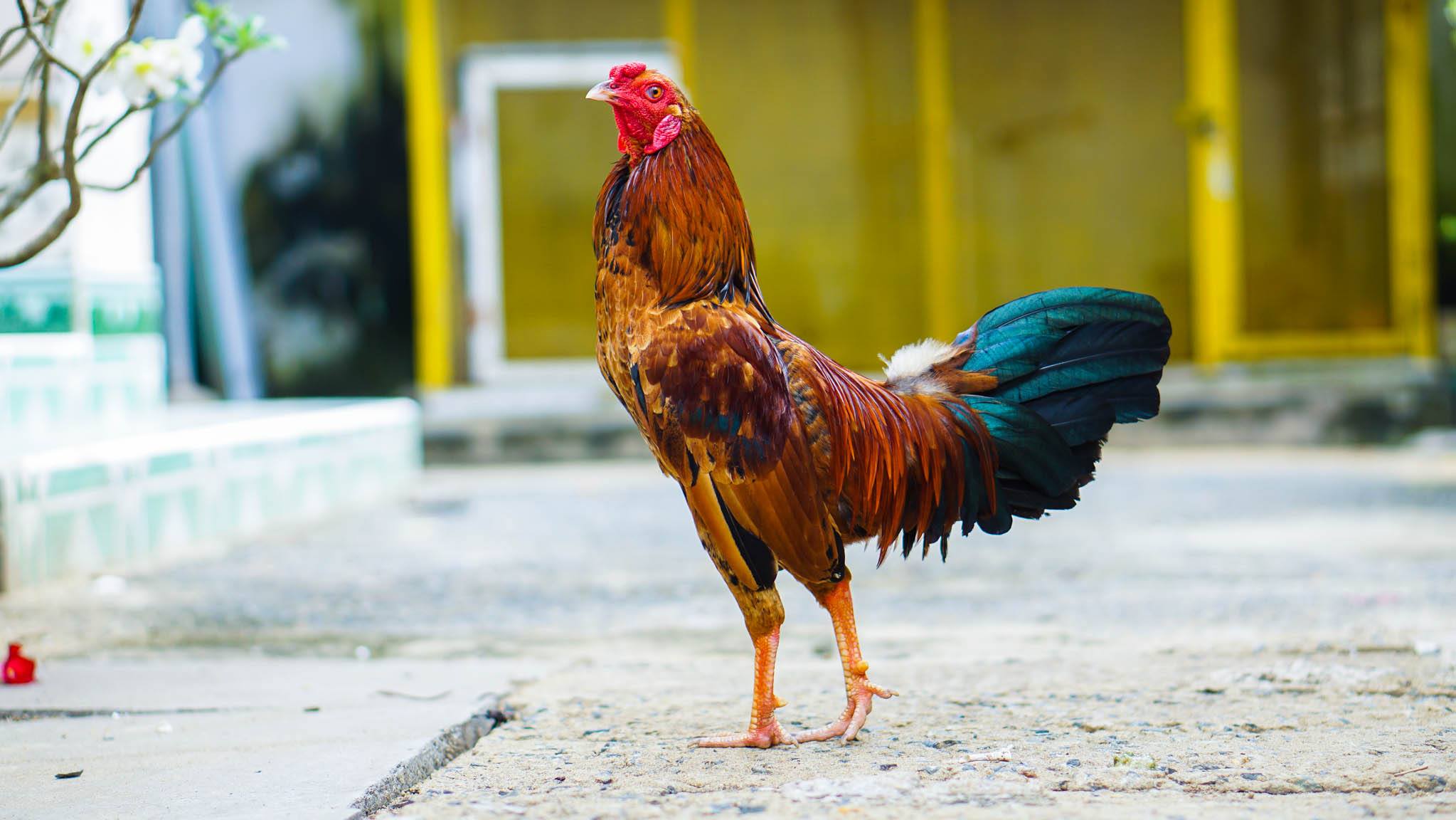 Đá Gà Tre - Nét Văn Hóa Truyền Thống Hiện Đại