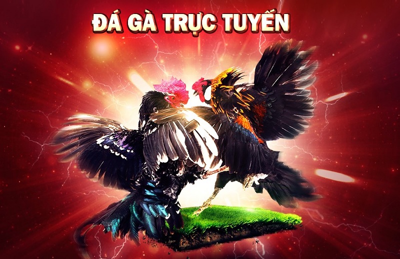 Đá Gà Trực Tiếp - Nguồn Vui Bất Tận & Những Điều Cần Biết