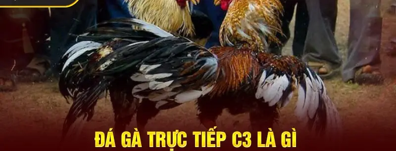 Đá Gà Trực Tiếp C3 - Nơi Hội Tụ Đam Mê, Bùng Nổ Cảm Xúc!