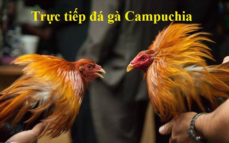Đá Gà Trực Tiếp Campuchia - Nơi Thỏa Mãn Đam Mê Của Kê Thủ