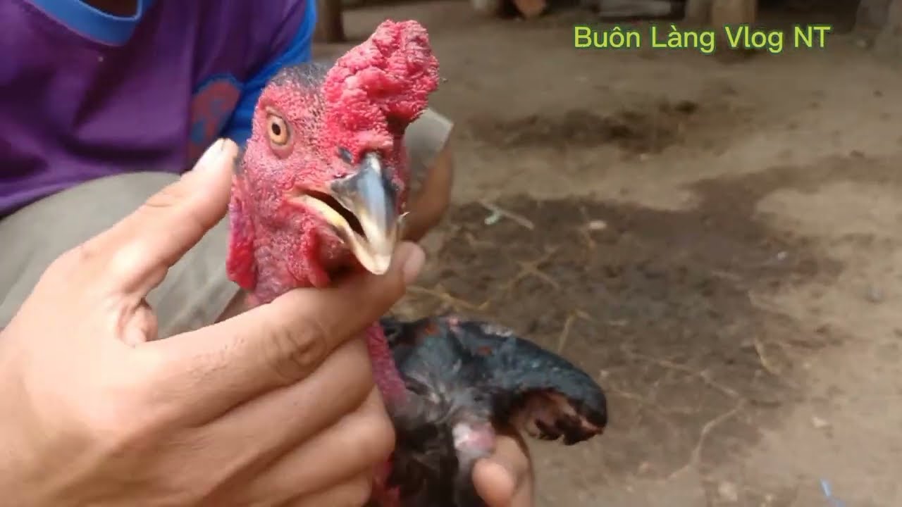 Gà Chọi Độc Nhãn - Huyền Thoại Chiến Kê Một Mắt