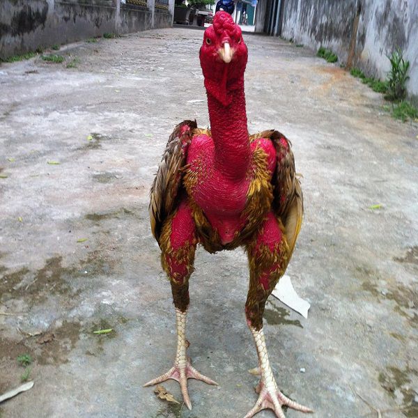 Gà Chọi Độc Nhãn - Huyền Thoại Chiến Kê Một Mắt