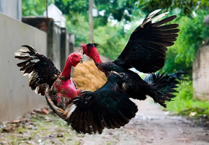 Gà Chọi Độc Nhãn - Huyền Thoại Chiến Kê Một Mắt