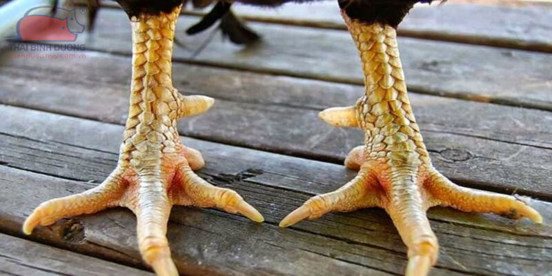 Gà Chọi Vảy Án Thiên - Huyền Thoại Kê Giới & Bí Mật Chọn Giống