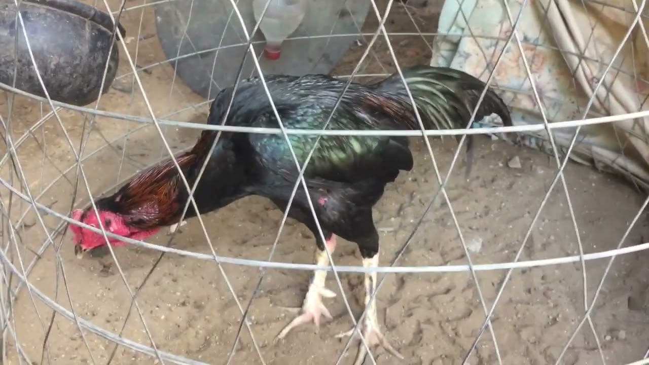 Gà Chọi Vảy Án Thiên - Huyền Thoại Kê Giới Bí Mật Chọn Giống