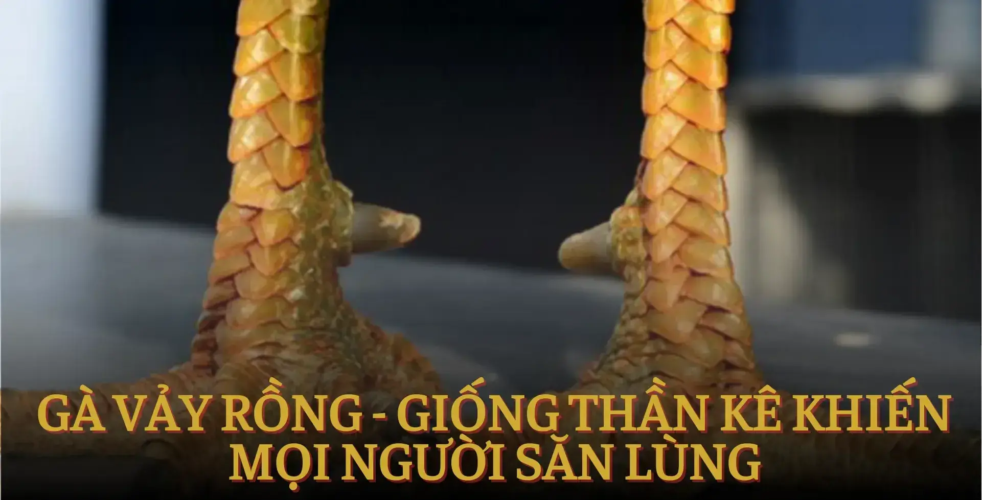 Gà Chọi Vảy Rồng - Bí Mật Tạo Nên Chiến Kê Bất Bại
