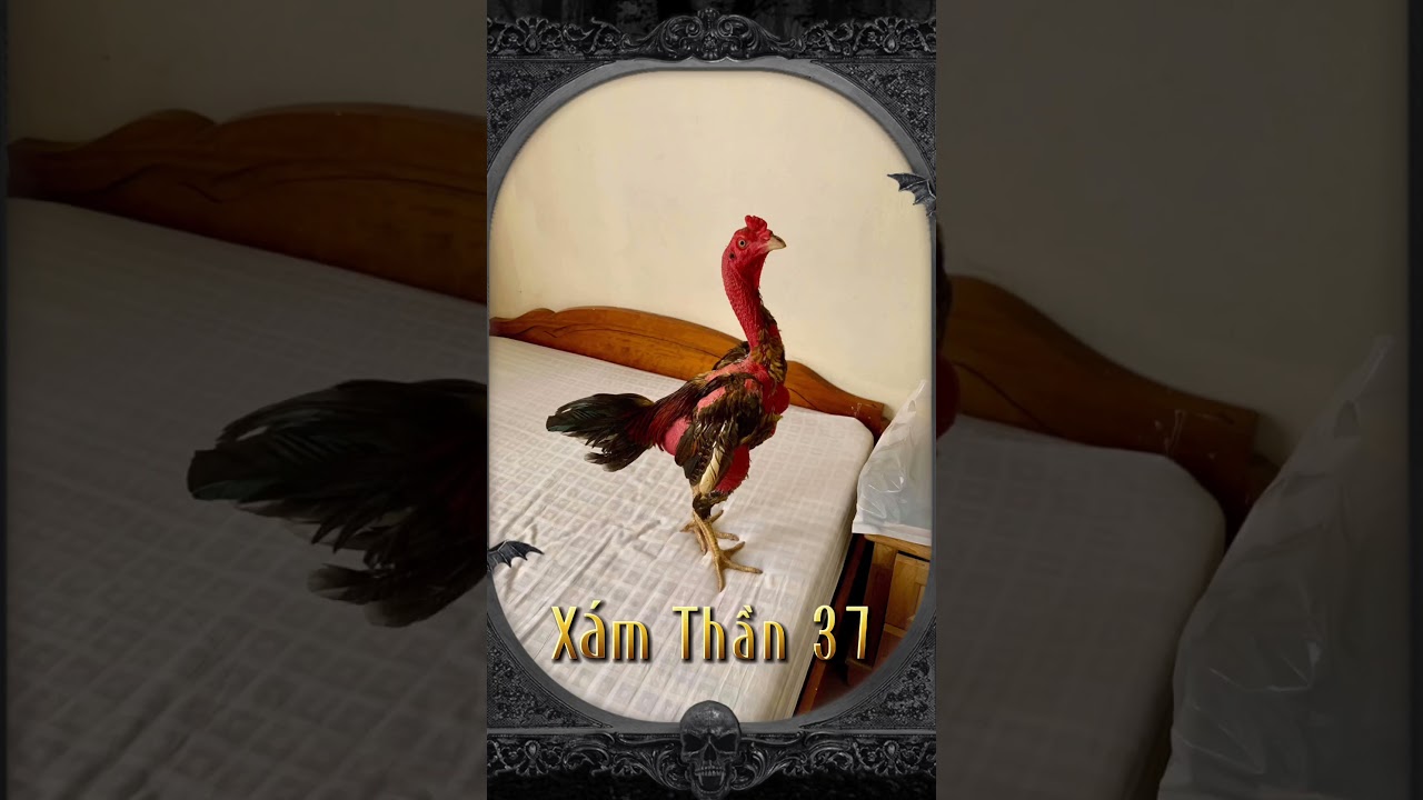 Gà Chọi Xám Thần - Huyền Thoại Sới Gà Và Bí Mật Chọn Gà Hay
