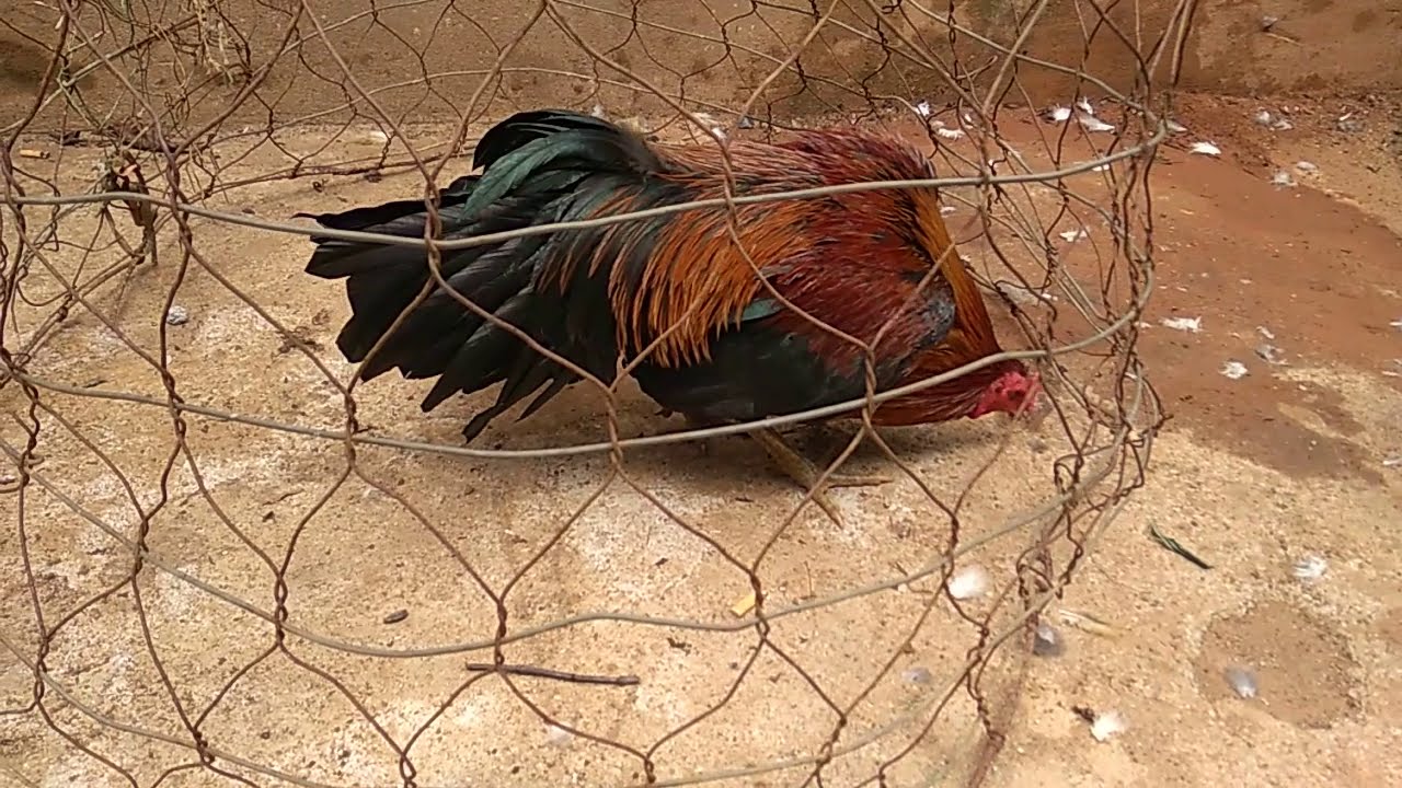Gà Đá Bảo Lộc - Bí Mật Về Giống Chiến Kê Thượng Thặng