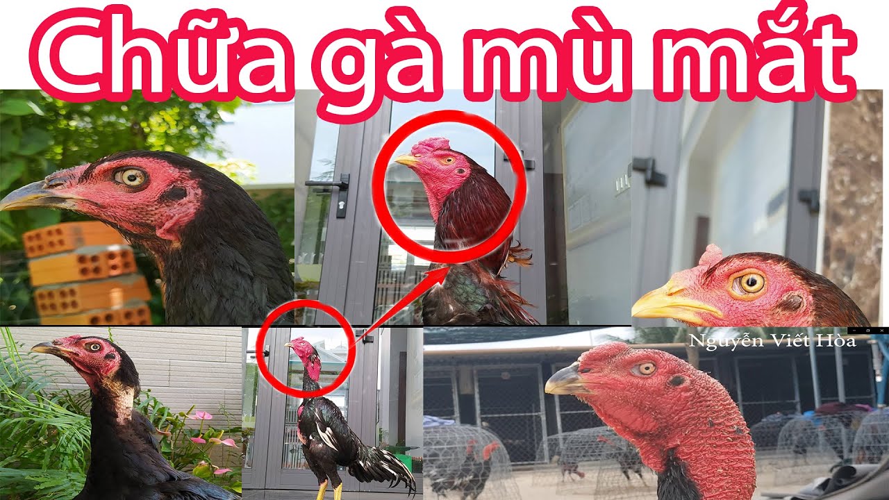 Gà Đá Bị Sưng Mắt - Nguyên Nhân, Cách Trị Hiệu Quả Nhất