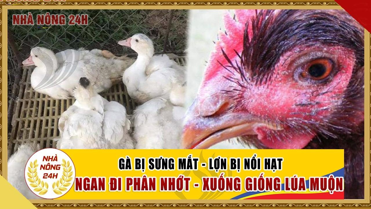 Gà Đá Bị Sưng Mắt - Nguyên Nhân, Cách Trị Hiệu Quả Nhất