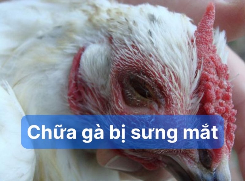 Gà Đá Bị Sưng Mắt - Nguyên Nhân, Cách Trị Hiệu Quả Nhất