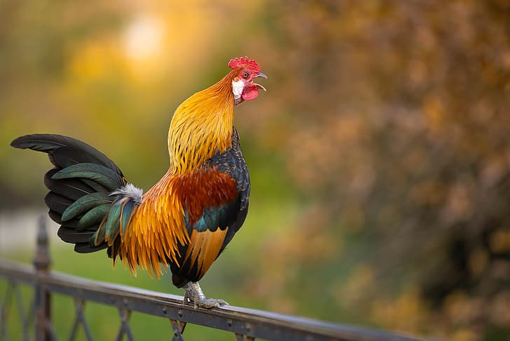 Gà Đá Gáy 7 Tiếng - Huyền Thoại Bí Ẩn Trong Giới Chọi Gà