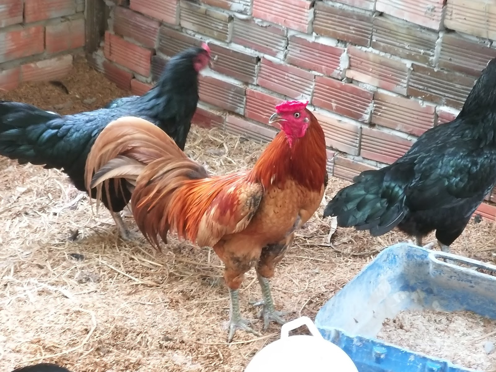 Gà Đá Gáy 7 Tiếng - Huyền Thoại Bí Ẩn Trong Giới Chọi Gà