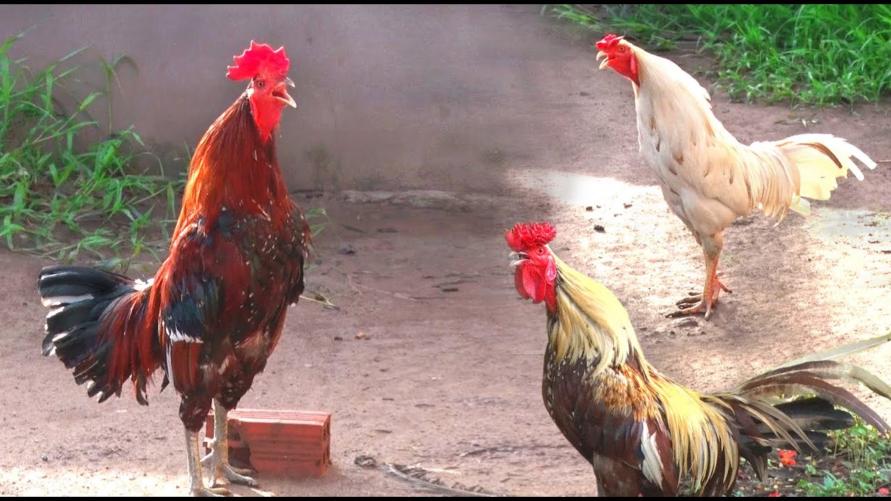 Gà Đá Gáy 7 Tiếng - Huyền Thoại Bí Ẩn Trong Giới Chọi Gà