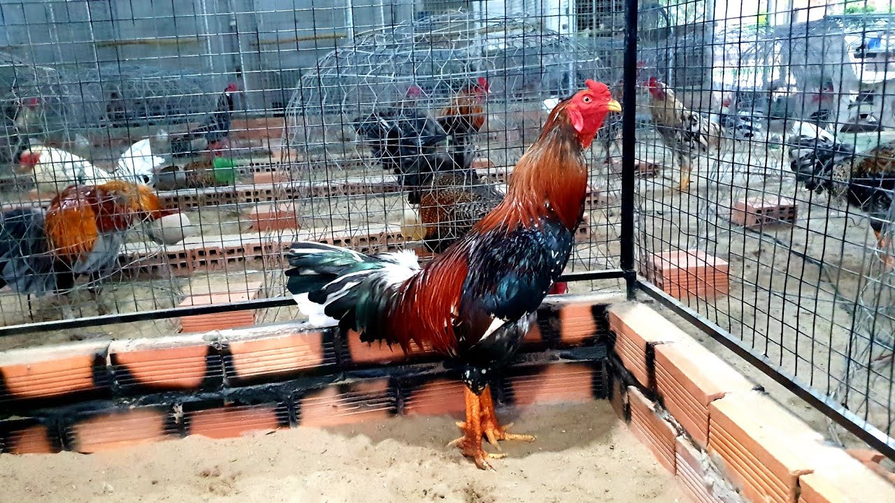 Gà Điều Bông Chiến Thắng - Bí Quyết Chọn Ngày Đá Thắng Lớn