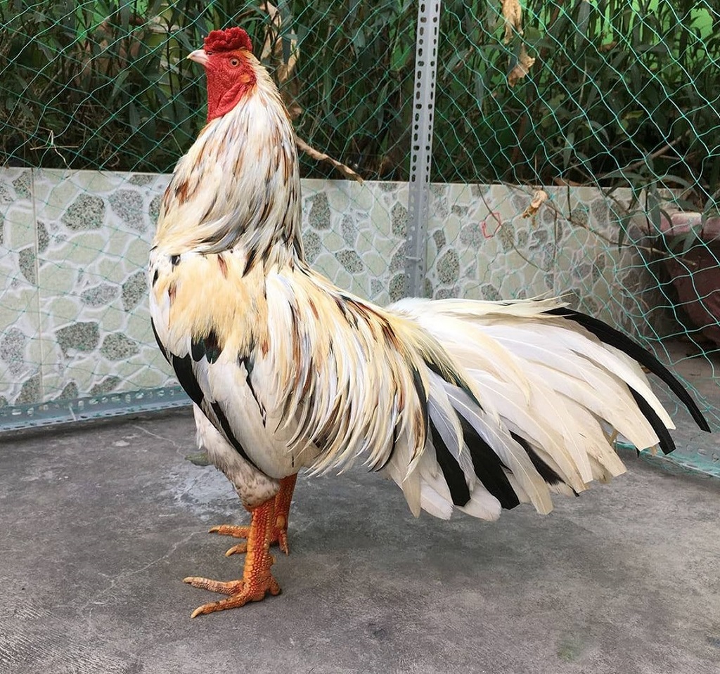 Gà Điều Bông Chiến Thắng - Bí Quyết Chọn Ngày Đá Thắng Lớn