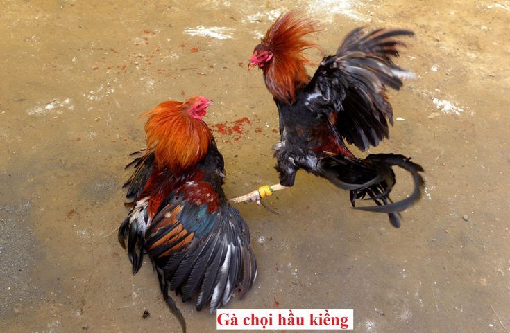 Gà Hầu Kiềng Là Gì - Giải Mã Bí Ẩn Loại Gà Quý
