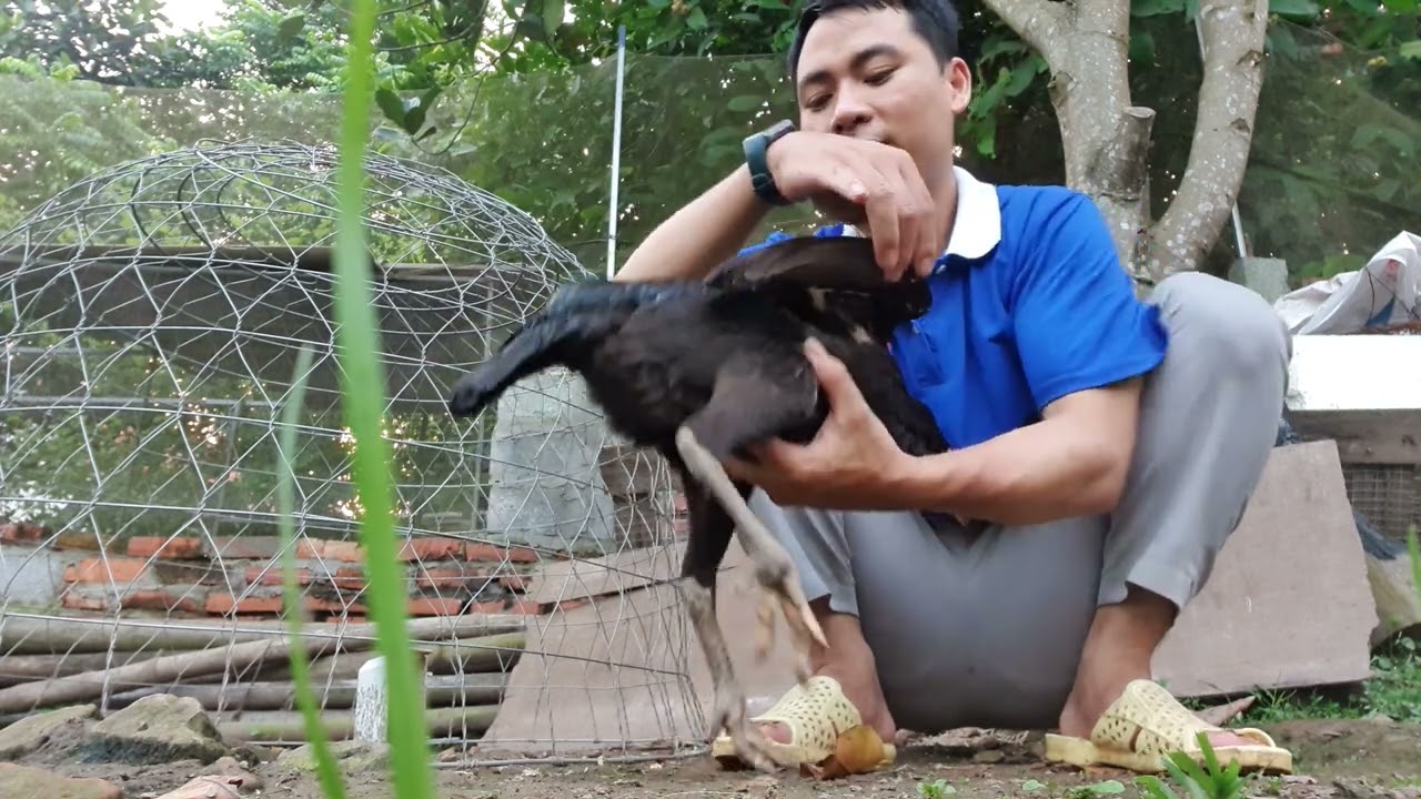 Gà Hầu Kiềng Là Gì - Giải Mã Bí Ẩn Loại Gà Quý