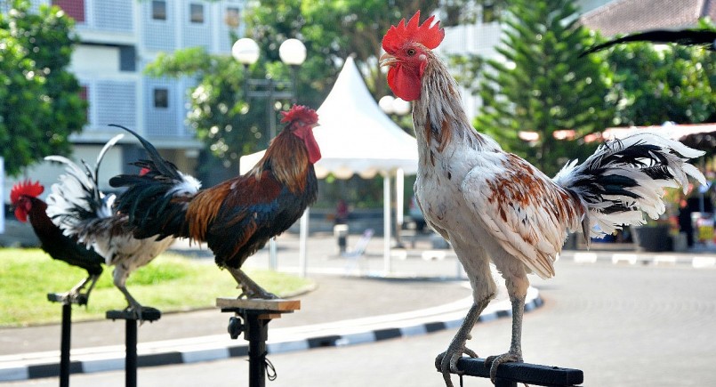 Nghe Tiếng Gà Đá Gáy - Bí Ẩn Đằng Sau Âm Thanh Quyền Lực