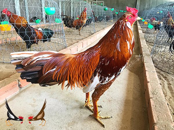 Xem Ngày Đá Gà Khét - Bí Quyết Chiến Thắng Nằm Trong Tay!