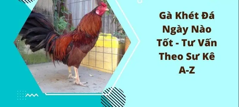 Xem Ngày Đá Gà Khét - Bí Quyết Chiến Thắng Nằm Trong Tay!